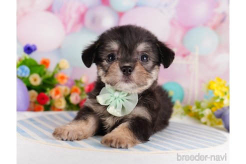 成約済の東京都のミックス犬-329920の3枚目